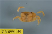 藏品(平背蜞)的圖片